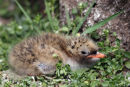 06-6008 Arctic Tern Chick (Sterna paradisaea) Inner Farne, Farne Islands, Northumberland, UK